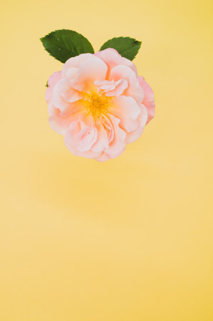 A vertical shot of a delicate rose on a yellow surface