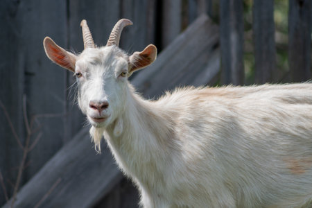 A closeup shot of a horned white goat on a farm