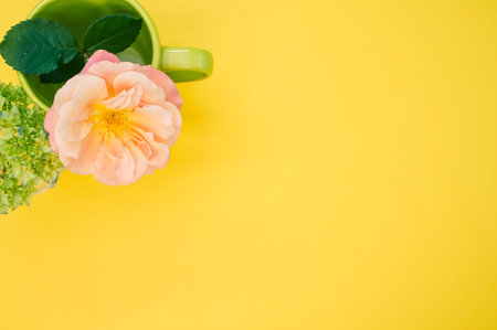 A top view of a garden rose in a cup with french hydrangea buds in a vase on a yellow surfaceの写真素材