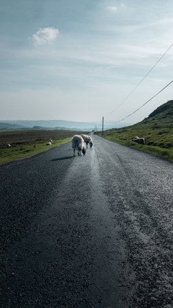 A vertical shot of a long road with sheep in the countryの写真素材