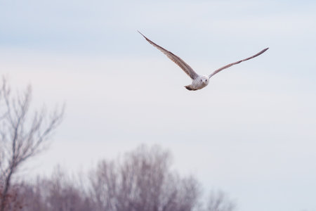 A closeup shot of a seagull flyingの写真素材