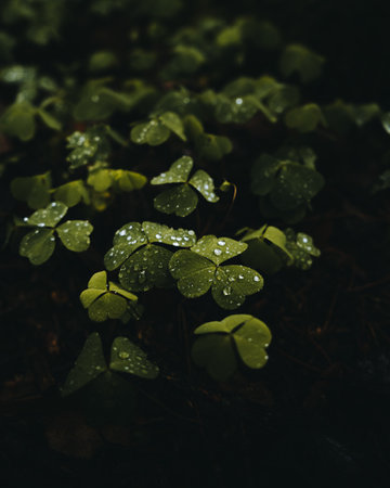 A vertical shot of a green plant leaves with some water drops on a dark background