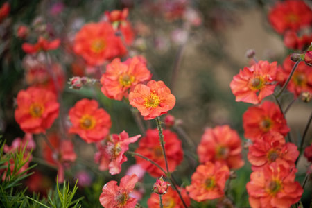 A closeup shot of 'Geum coccineum' flowers with common name red avensの写真素材