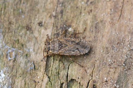 A closeup of a rare and dirt-colored seed bug , Emblethis denticollis on a piece of wood