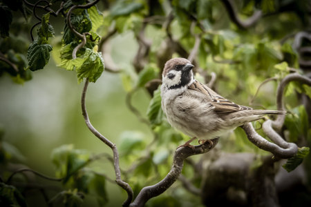 A sparrow perched on a tree branchの写真素材