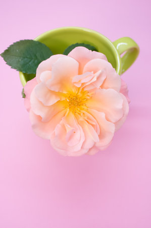 A vertical shot of a garden rose in a cup on a pink surface with space for textの写真素材