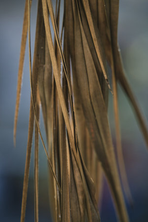 A vertical macro shot of straw