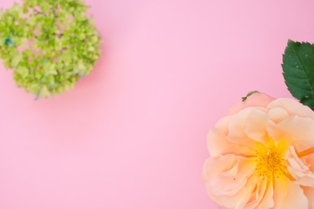 A top view of a garden rose and french hydrangea buds on a pink surface with space for textの写真素材