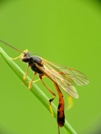 A closeup shot of a Parasitoid wasp on a plant