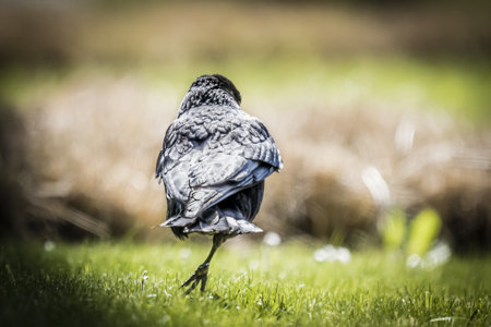 Crow with only one leg shot from the back jumps in the grass