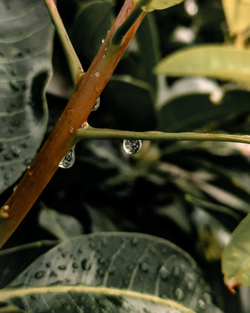 A vertical shot of waterdrops hanging from a plant in a forの写真素材