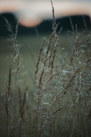 A vertical selective focus shot of dry wheat flowers and tall plants in a dark field during sunset