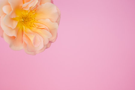 A top view of a garden rose on a pink surface with space for textの写真素材