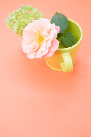 A vertical shot of a garden rose in a cup with french hydrangea buds in a vase on an orange surfaceの写真素材