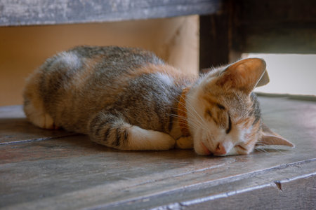 A closeup shot of a cute cat sleeping on a wooden surfaceの写真素材