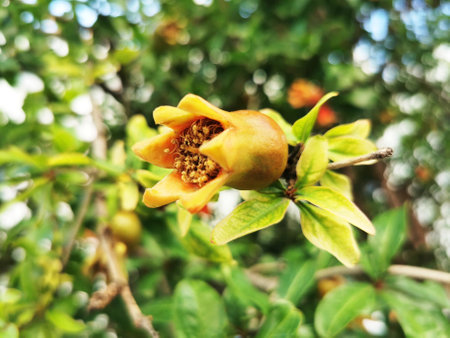 A closeup of pomegranate bud growing on the treeの写真素材