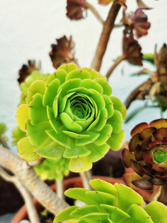 A closeup of a tree aeonium plant growing in the gardenの写真素材