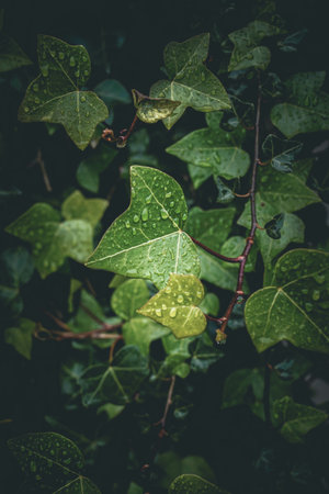 A vertical shot of green leaves with water droplets on topの写真素材