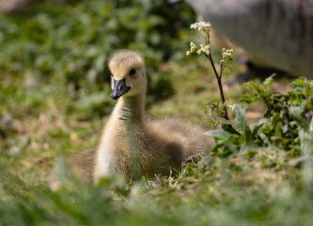 A selective focus shot of a cute little duckling surrounded by small white flowers and plants on a...