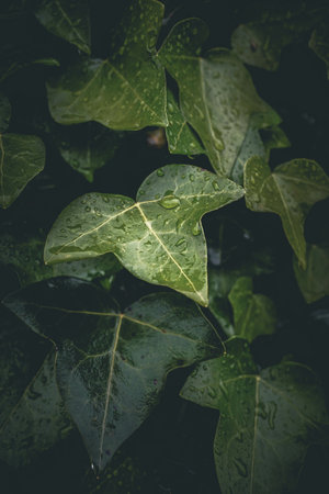 A vertical shot of green leaves with water droplets on topの写真素材