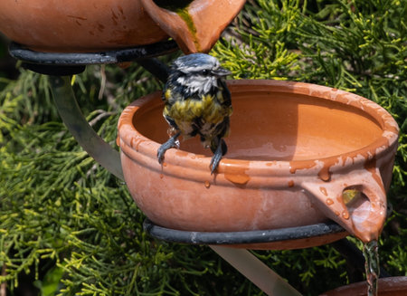 A closeup shot of a cute little bird standing in a clay pot with water being poured onto it in a...