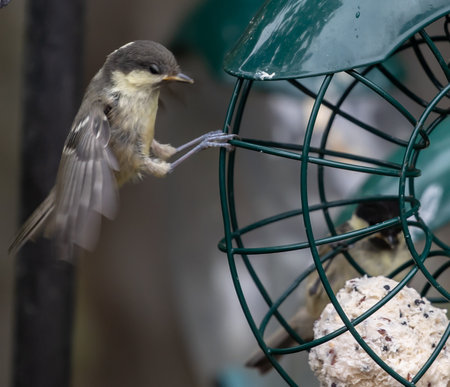 A closeup of a small bird grabbing the metal wires of a birdfeeder in a gardenの写真素材