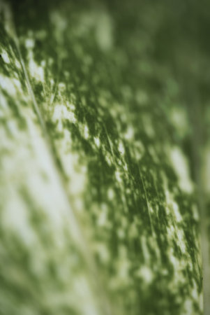A vertical macro shot of the patterns and colors of a leafの写真素材