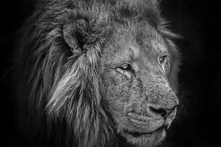 A grayscale shot of a lion's headの写真素材