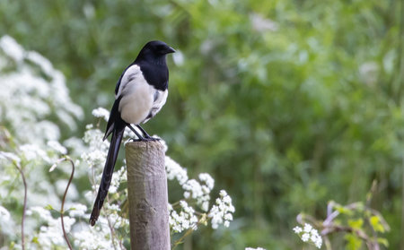 A Eurasian magpie standing on a wooden pole in a sunny garden with blurred backgroundの写真素材