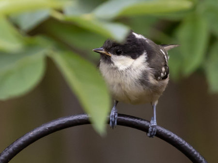 A selective focus shot of a great tit perched on a metal rail outdoorsの写真素材