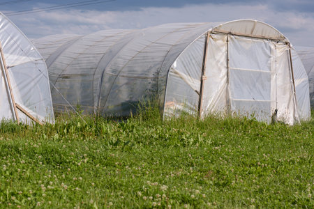 Greenhouses for biological vegetable productionの写真素材