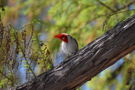 cute red-crested cardinal, Paroaria coronata, perched in a tree in Buenos Aires city