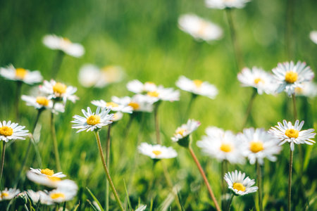 Daisy flower in spring blowing in a garden under sun lightの写真素材