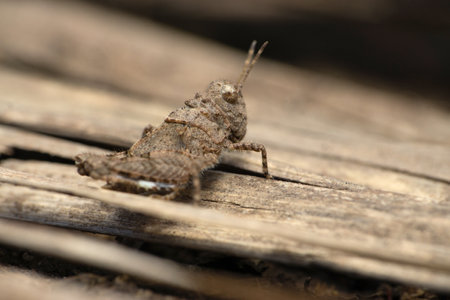 Pygmy grasshopper nymph, Paratettix cucullatus, Satara Maharashtra India