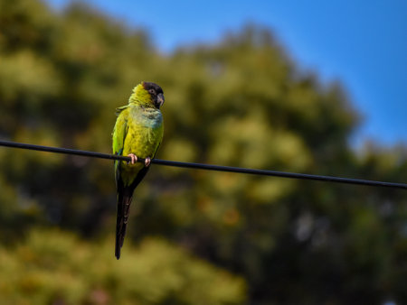 nanday parakeet, Aratinga nenday, also known as the black-hooded parakeet or nanday conure, perching on wire in a park in Buenos Aires, Argentinaの写真素材