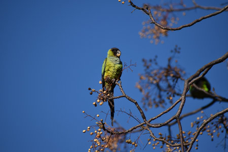 nanday parakeet, Aratinga nenday, also known as the black-hooded parakeet or nanday conure, seen in...