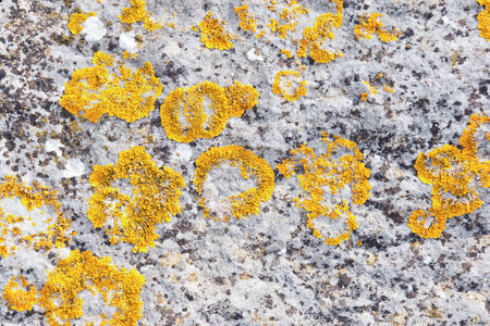 stone textureの写真素材