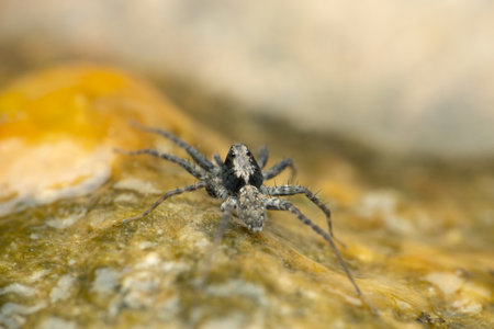 Dorsal view of Thin Legged Wolf Spider on algae, Pardosa species, Satara Maharashtra Indiaの写真素材