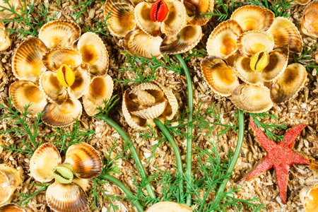 View on seashells,green marine plants and starfish on sea ground