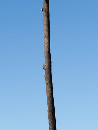 View of radiata pine tree trunkの写真素材