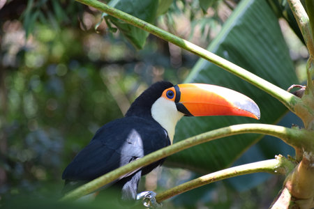 Colorful Giant toucan, Ramphastos toco, in the rain forest, exotic bird of south america