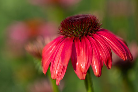 a blooming red coneflower (echinacea) with blurry backgroundの写真素材