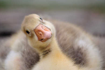 gosling or duckling takes a rest, looking at photographerの写真素材
