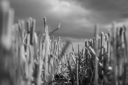 Close-up of a stubble field in black and white before summer storm