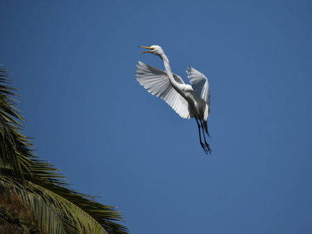 adult Great egret, Ardea alba, in flight at lago de las regatas public park in Buenos Airesの写真素材