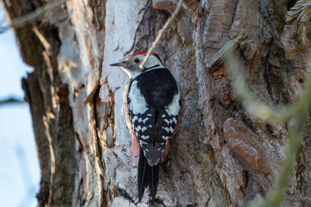 Rear view of a great spotted woodpecker on a treeの写真素材