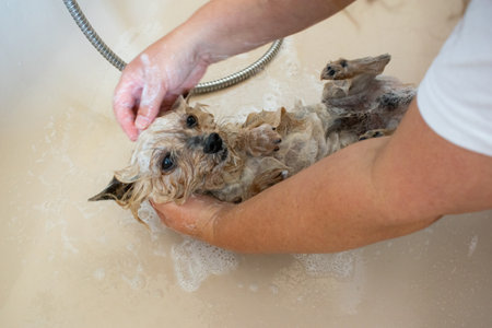 Unrecognizable woman washing a yorkshire terrier in the bathtubの写真素材