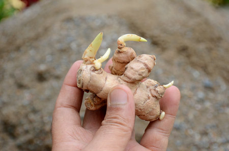 closeup the brown color turmeric soil heap hold hand over out of focus brown background.の写真素材
