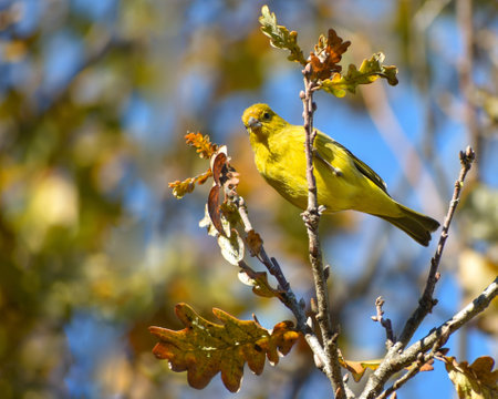 saffron finch, Sicalis flaveola, a tanager, seen in Buenos Aires city
