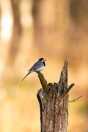 White wagtail on a wooden post, blurred backgroundの写真素材